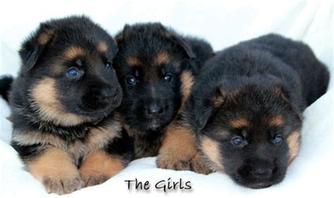 Reds Above The Rest Deep Red German Shepherd Puppies For Sale