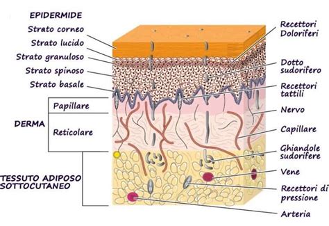 Cosè La Pelle Struttura E Funzione Iobio Prenditi Cura Di Te