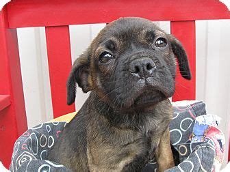 Pug, massachusetts » chestnut hill. Groton, MA - Pug Mix. Meet Paris, a puppy for adoption ...