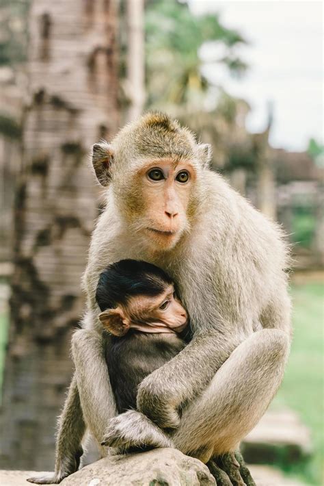 Monkeys At Angkor Wat In Cambodia 2010676 Stock Photo At Vecteezy