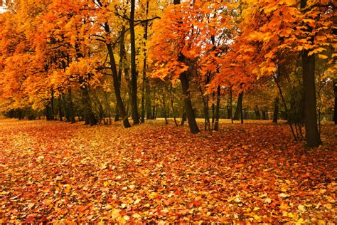 8 Things You Didnt Know About Fall Leaves • Ivans Tree Service