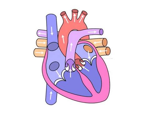Unlabelled Heart Diagram
