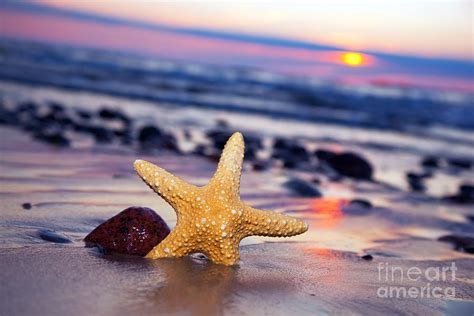 Starfish On The Beach At Sunset Photograph By Michal Bednarek Fine