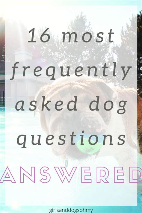 All Of Your Dog Questions Answered In 2020 This Or That Questions