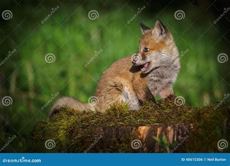 Fox Cub In The Sun Stock Photo Image Of Eyes Wilderness 40615306