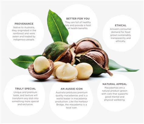 Macadamia Oil Plenty Foods