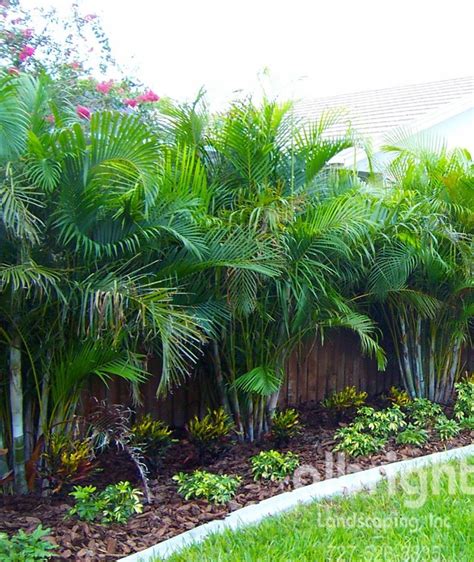 Areca Palm Row Tropical Backyard Landscaping Privacy Landscaping