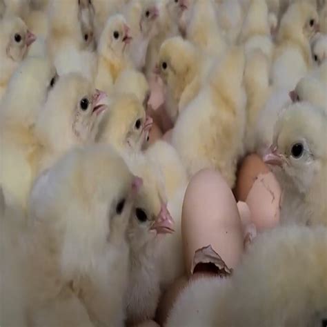 Buy Light Brahma Chicks Valley Hatchery