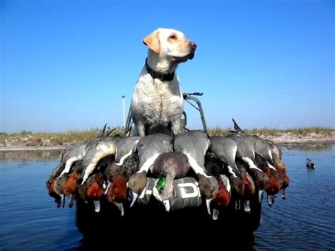 Gulf Coast Guides Texas Duck Hunting