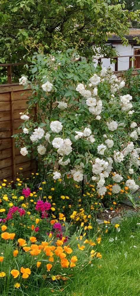 Roses In My Garden — Bbc Gardeners World Magazine