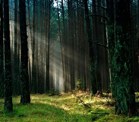 Forest With Sunlight · Free Stock Photo