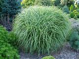 Photos of Landscaping Grasses
