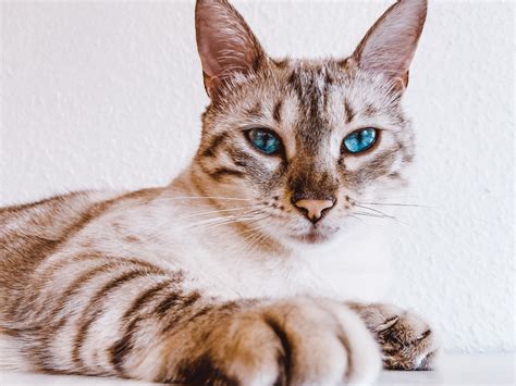 Snow Bengal Cat Care Guide And Info Petsoid