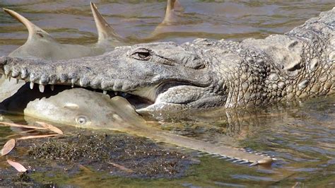 Crocodile Bite Marks