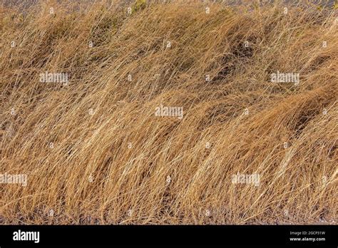 Dry Grass Background Nature Ecology And Harvest Concept Dried Grass
