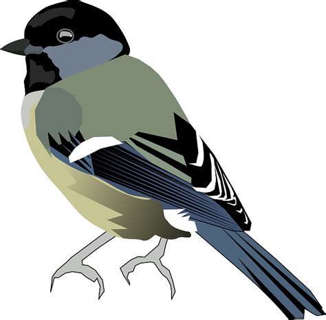 Download Titmouse Svg For Free Designlooter 2020 👨‍🎨