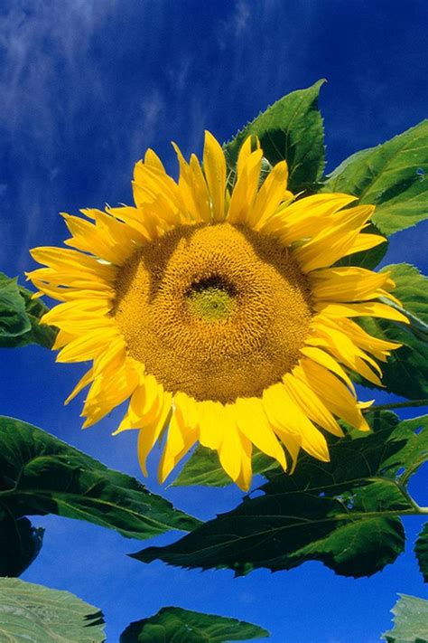 1000 Images About Sunflower Stuff My Obsesion On Pinterest Sunflower