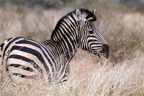 Zebra Facts Habitat Diet And Size With Pictures Animalspal