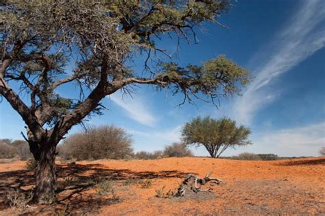 I was here for several days and went trekking on foot. Kalahari Desert, Africa - Map, Facts, Location, Climate