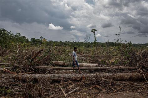 Soja Anbau Im Amazonas Den Regenwald Verfüttert Zeit Online
