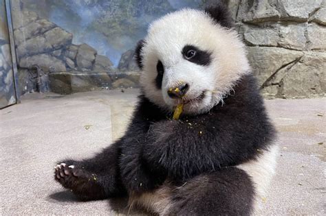 Baby Panda Makes Debut Online At National Zoo The Seattle Times