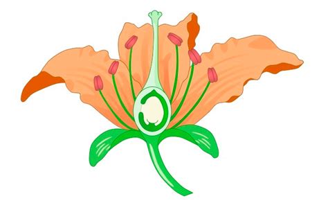 Insect Pollinated Flower Diagram Quizlet