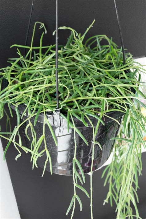 How To Care For The Rare Hoya Linearis As A Houseplant In 2021 Hoya