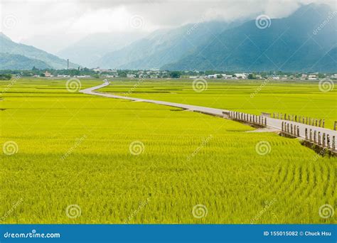 Landscape View Of Beautiful Rice Fields At Brown Avenue Chishang