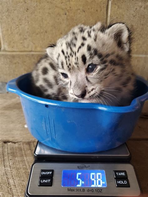 Awnew Pictures Of Baby Snow Leopard Como Zoo Conservatory