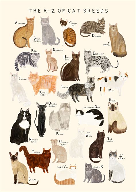 Cat Breeds Alphabet Print A Z Identification Poster Chart Etsy Australia