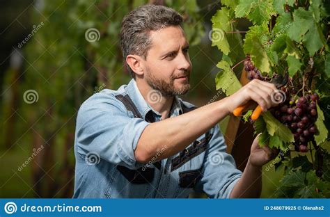 Farmer Cut Grapevine Vinedresser Cutting Grapes Bunch Male Vineyard