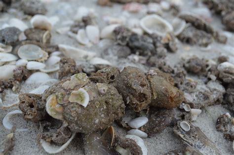 Up Close And Personal With Molgula Occidentalis The Sandy Skinned