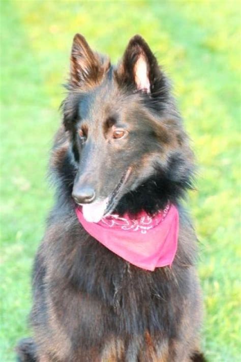 Belgian Shepherd Dog Breed Facts And Information Hubpages