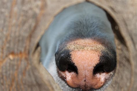Free Images Animal Canine Wildlife Close Up Snout Eye Head