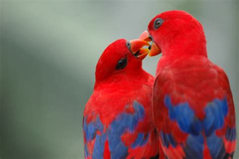 Check spelling or type a new query. Beautiful And Romantic Love Birds - Styli Wallpapers