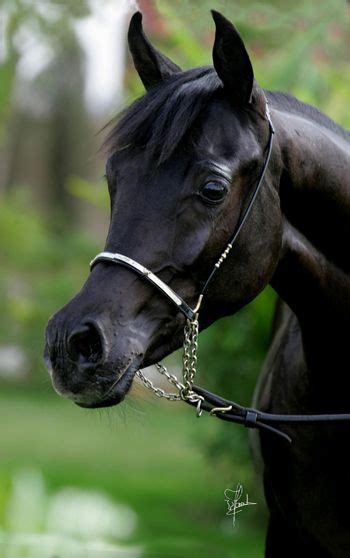The Beautiful Face And Soft Eyes Of An Arabian Horsehow Fantastic Is