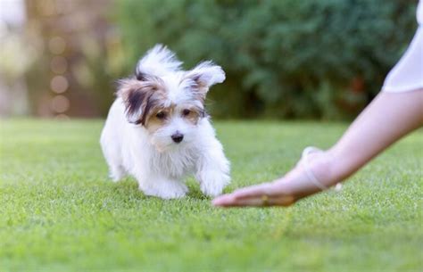 How Aggressive Are Havanese Dogs Facts And Faq Pet Keen