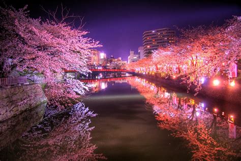 Sakura In The Night 🌸sakura Dream🌸