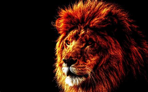 Red Maned Lion Wallpaperuse