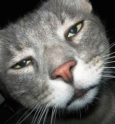 Unamused Kitteh Is Unamused Funny Cat Faces Funny Cats Funny Pictures