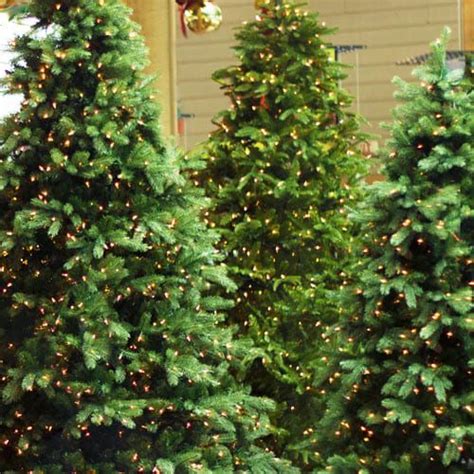 How To Fluff Your Life Like Christmas Tree Calloways Nursery
