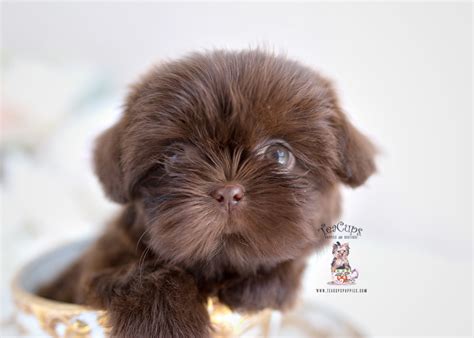 Chocolate Shih Tzu Puppies Teacup Puppies And Boutique