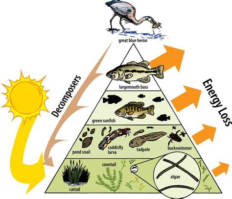 Trophic Levels Environmental Science Trophic Level Ecosystems