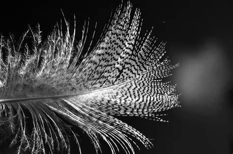 Free Images Bird Wing Black And White Animal Flying Contrast