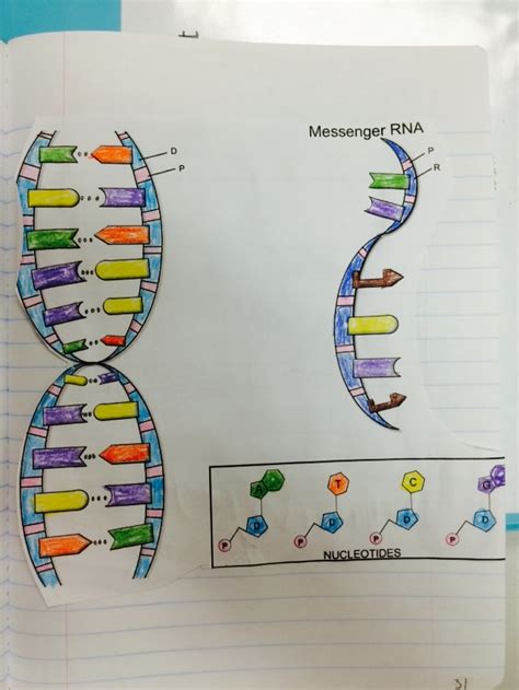 Dna Replication Coloring Worksheet Answers