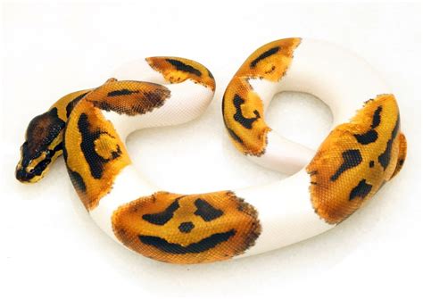 Pumpkin Pie Thon Snake Born With Very Spooky Patterned