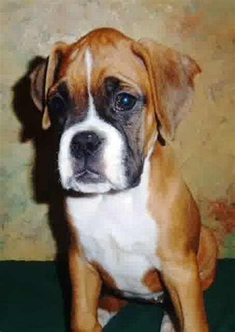 We have a outstanding litter of boxer pups. boxer puppies for sale in wisconsin | Cute Puppies | Boxer ...