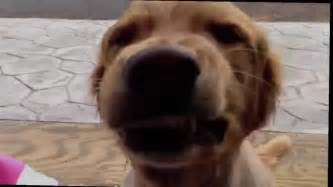 Funny Smile Dog Video 2015 Best Funny Video Of Dog