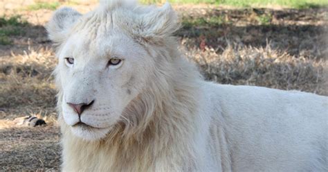 An Extremely Rare White Lion Is Being Auctioned Off To Trophy Hunters