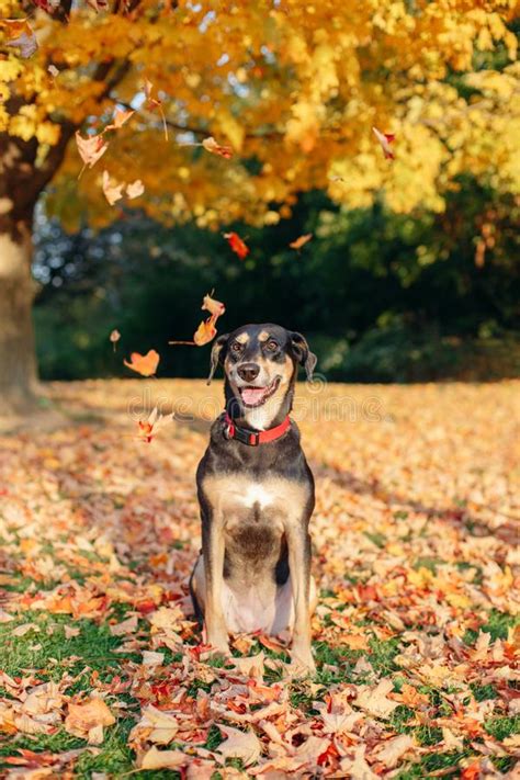 Funny Cute Female Dog Sitting On Ground In Park Among Autumn Fall